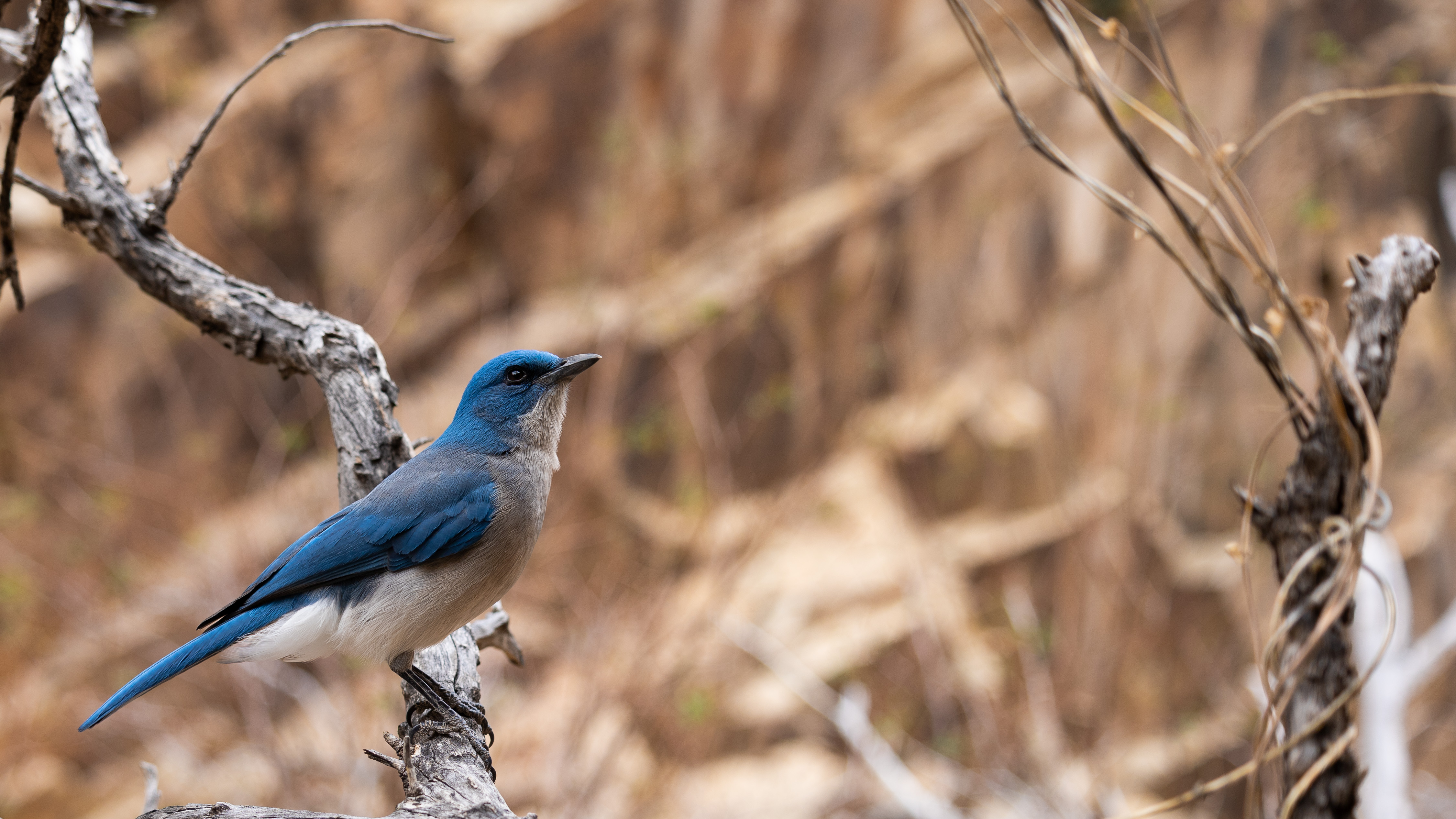 Mexican Jay 01