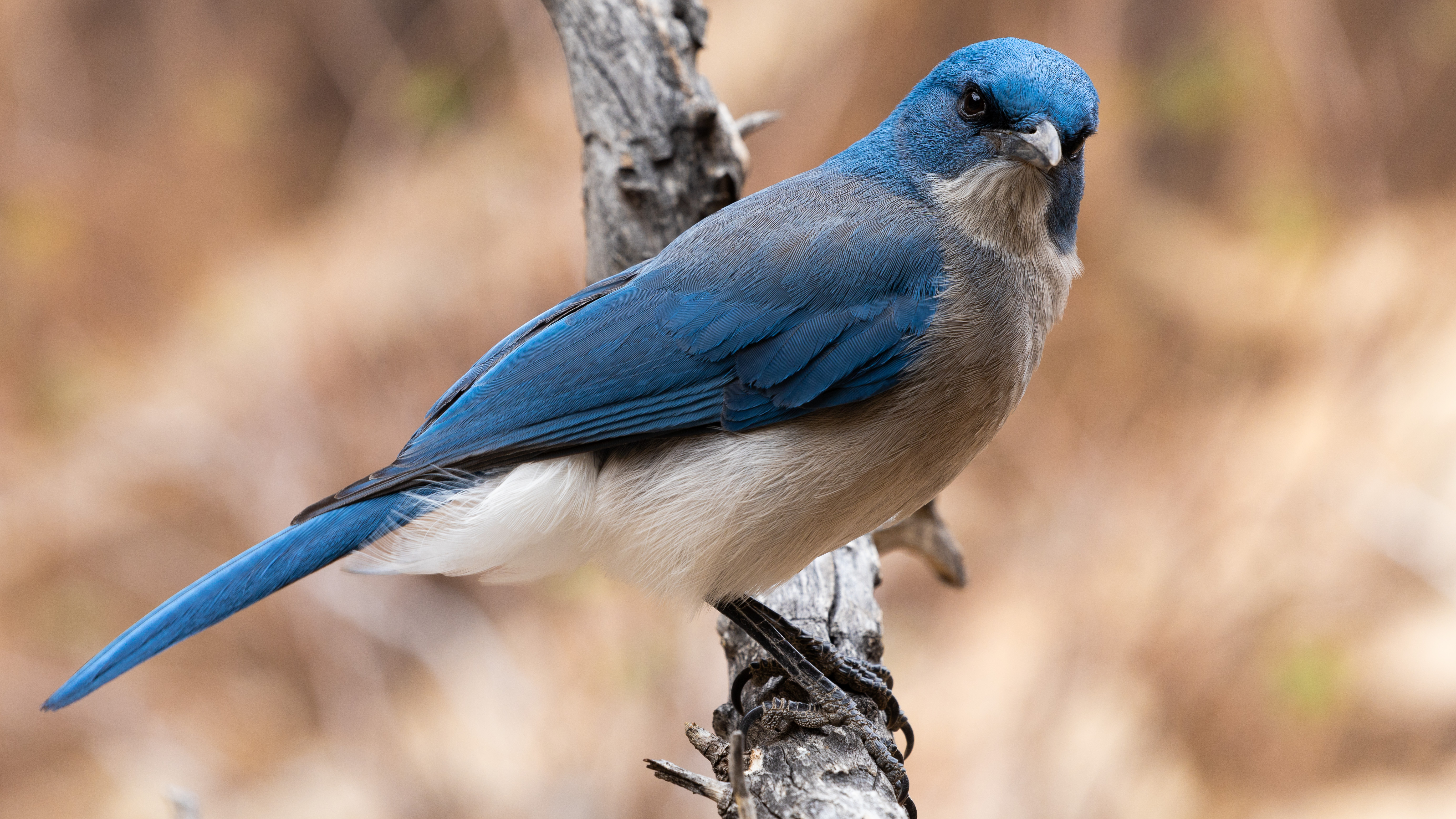 Mexican Jay 02