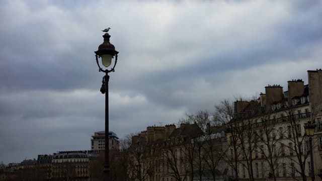 Bird on Lamp