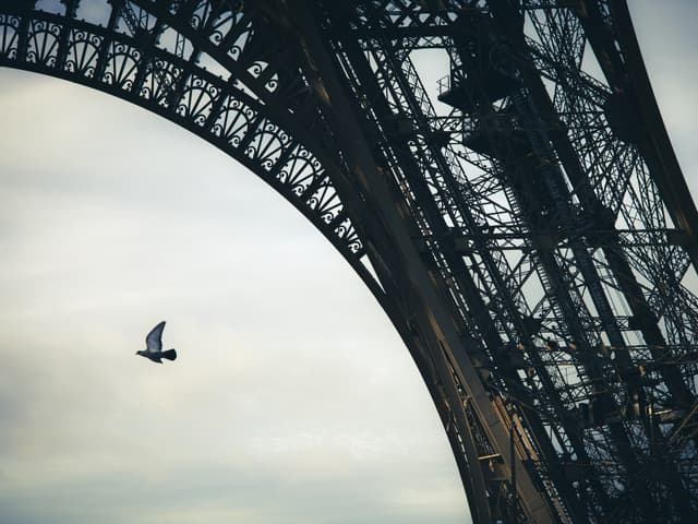 Tower Bird