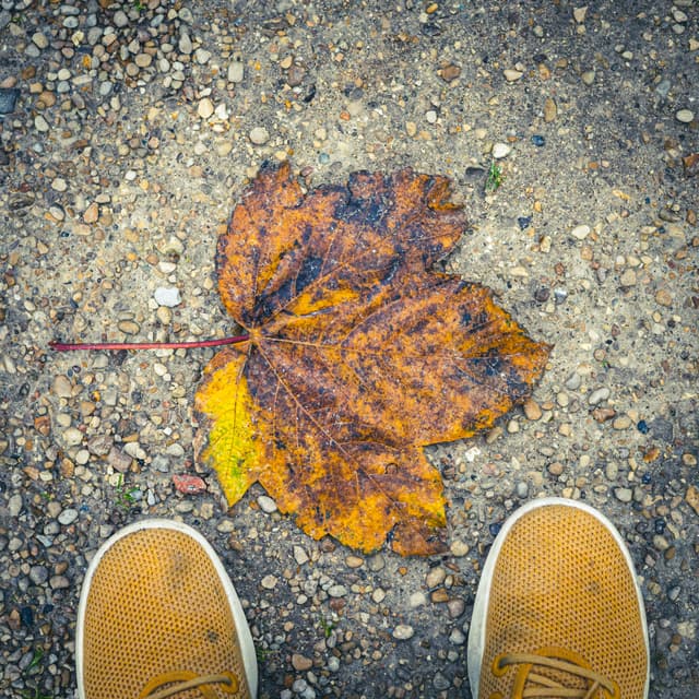 Big Leaf