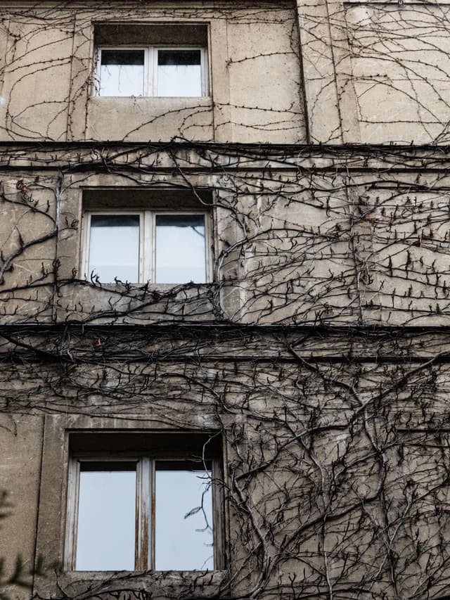 Vine Wall